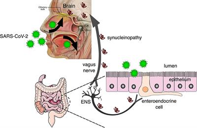 Long-Term Neurological Threats of COVID-19: A Call to Update the Thinking About the Outcomes of the Coronavirus Pandemic